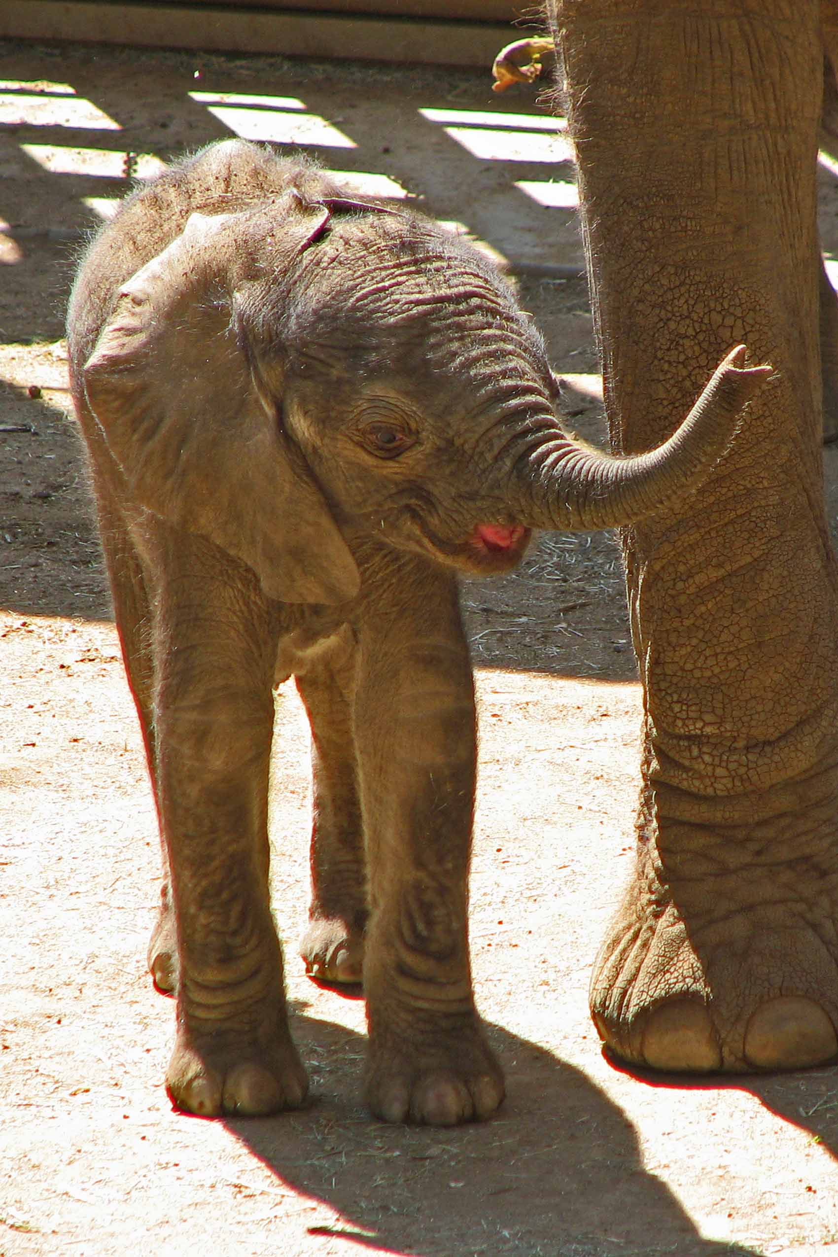 Baby Elephant